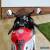 Yamaha R6 5EB Motorcycle Sportsbike Superbike  for Sale