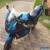 Suzuki RF600R - 8K Mileage for Sale