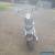 1999 HARLEY DAVIDSON MOTORBIKE FXDWG  for Sale