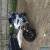 2000 SUZUKI GSX R600X WHITE/BLUE for Sale